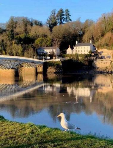 wye bridge with reflection and pigeon